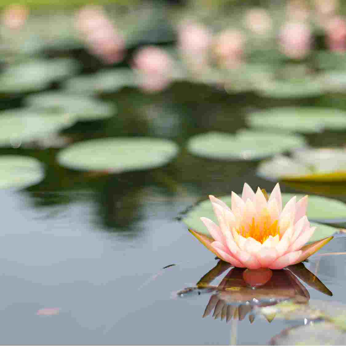 meditation lotus