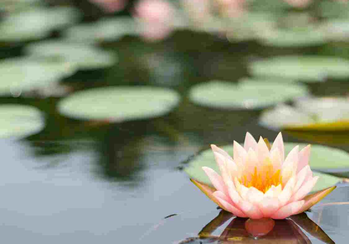 meditation lotus